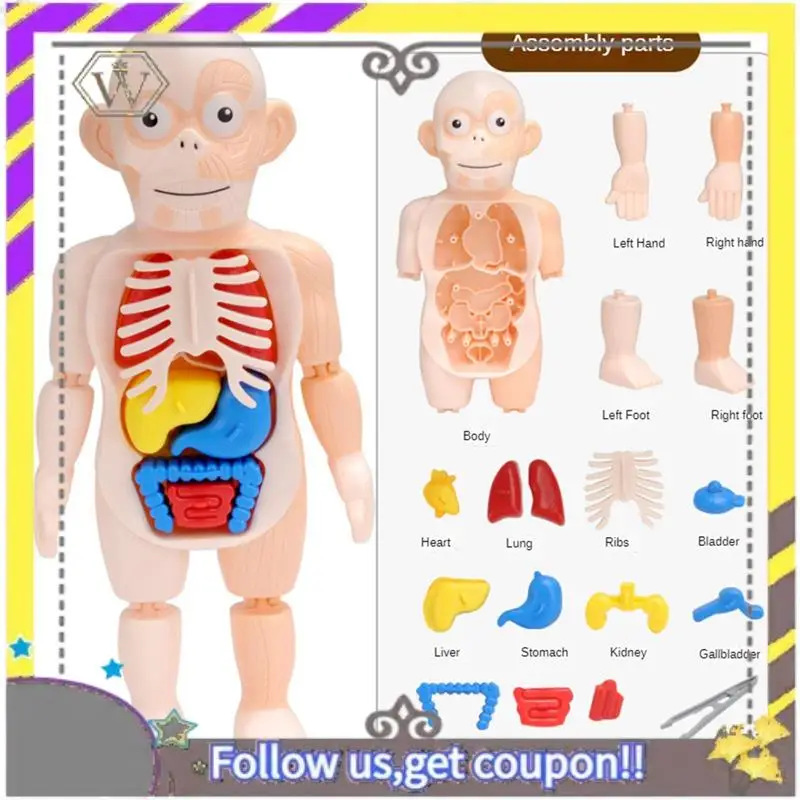 

New Anatomy Skull Model Human Anatomy Skull Puzzle Human Organ Model Detachable Mini Human -Skull Model