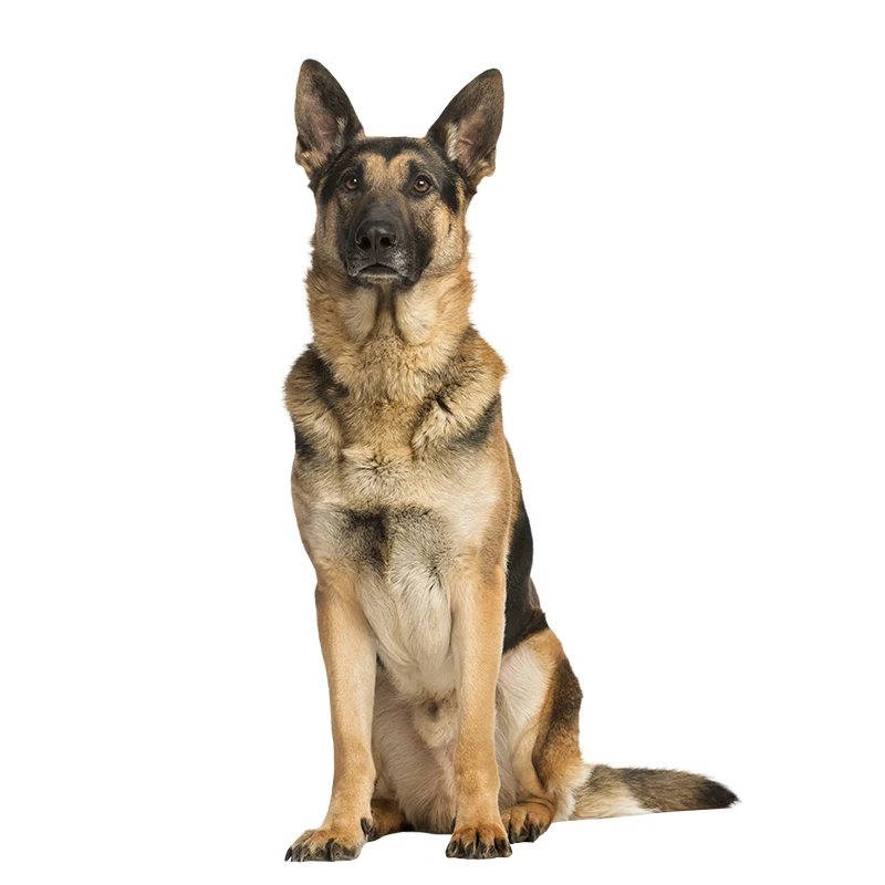 Three Ratels QC388 HD pixel German Shepherds Waterproof dog sticker Vinyl auto Wrap for car hood laptop home decoration decals
