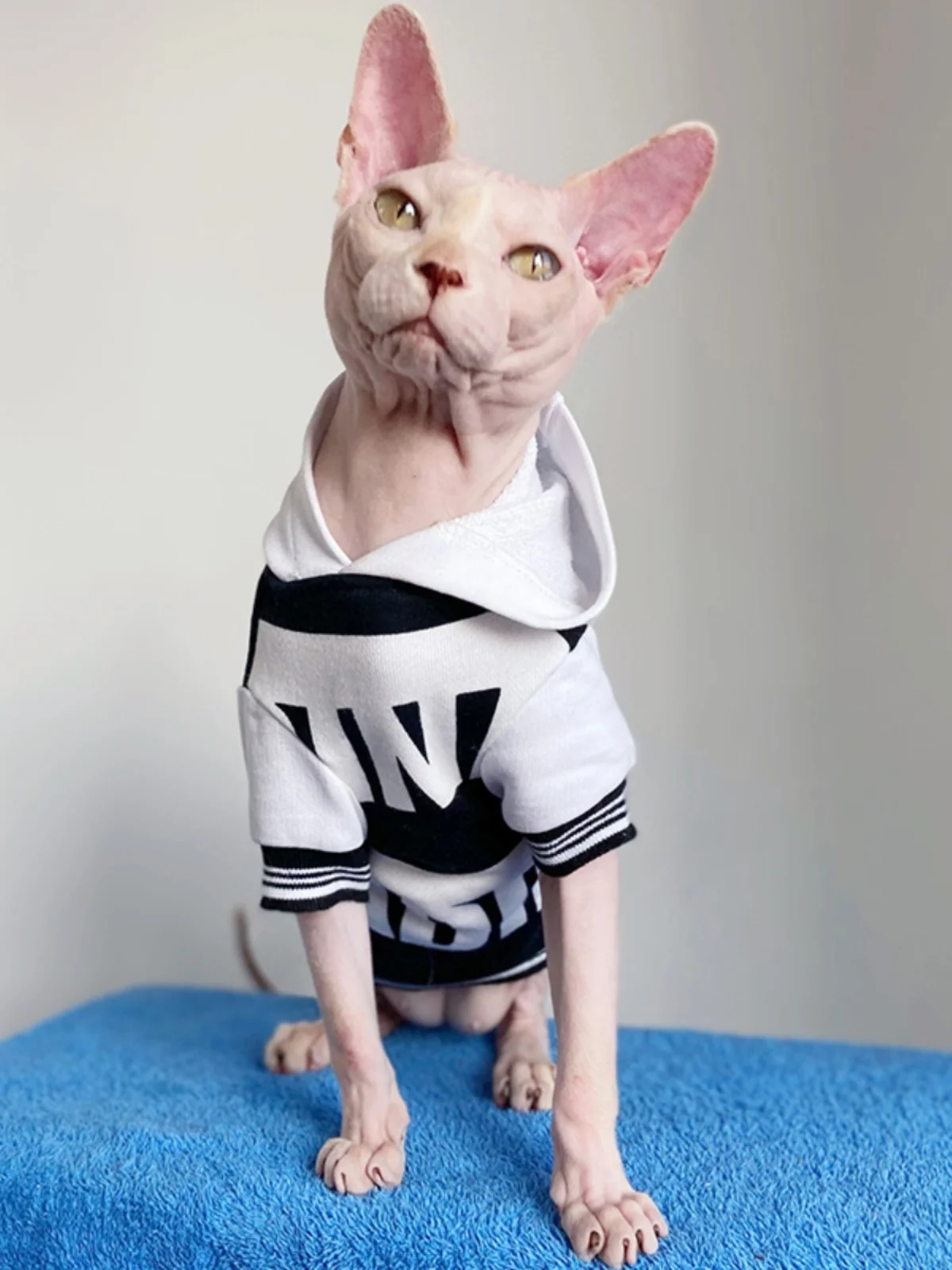 Fashion Hooded Coat for Sphynx Cat Black White Letters Velvet Sweatshirt for Male Cat Short sleeves Soft Jacket for Kittens