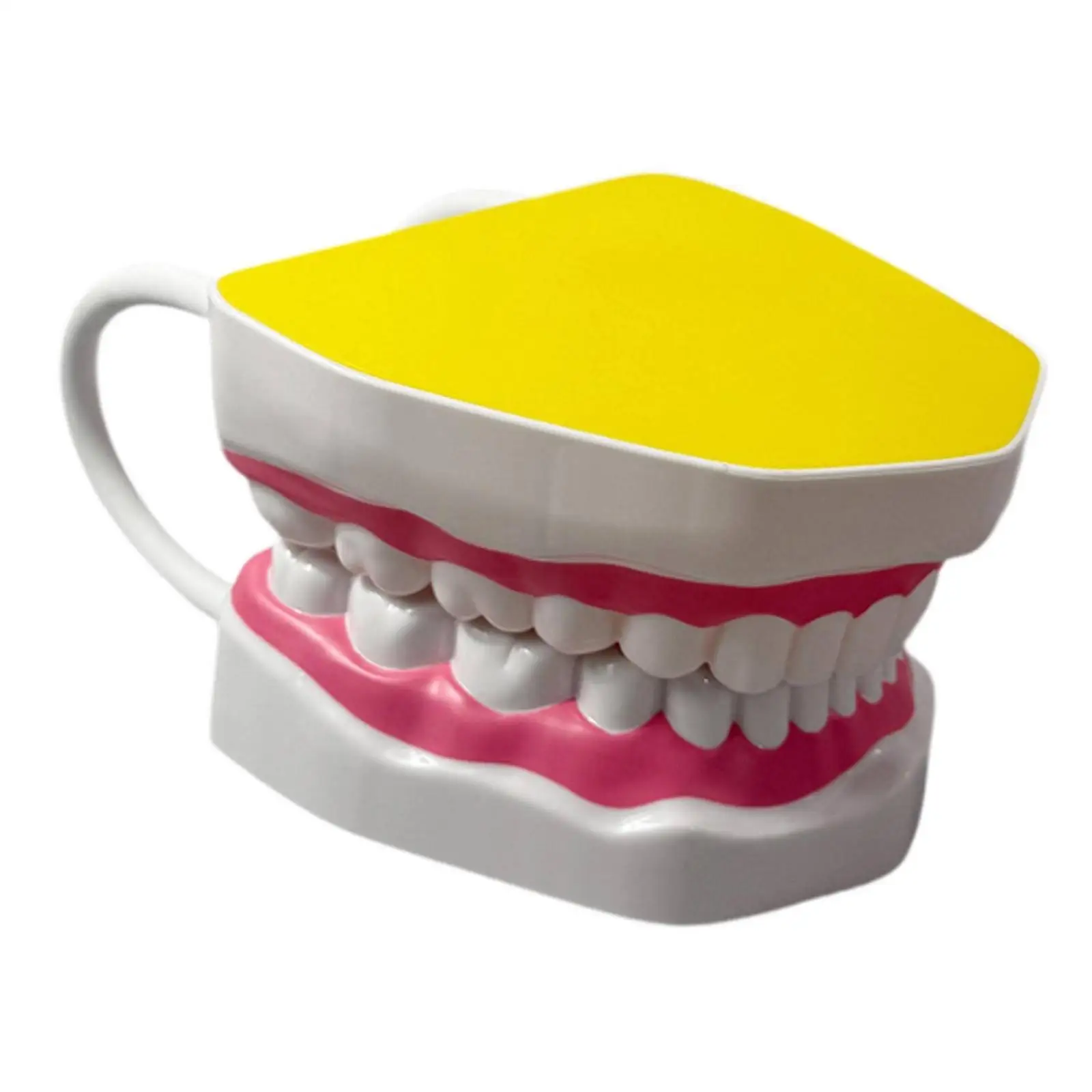 Anatomical Oral Teaching Model Detachable Oral Model with Hinged Jaw Realistic