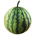 round watermelon jm