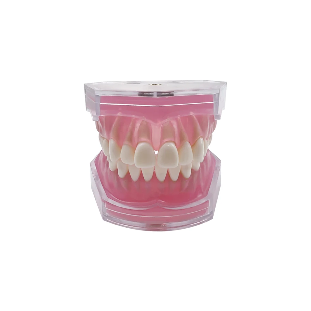Transparent Dental Model Tooth Root Visible Dental Typodont Model With Removable Teeth Soft Gum  Tooth Extraction Pratice Models
