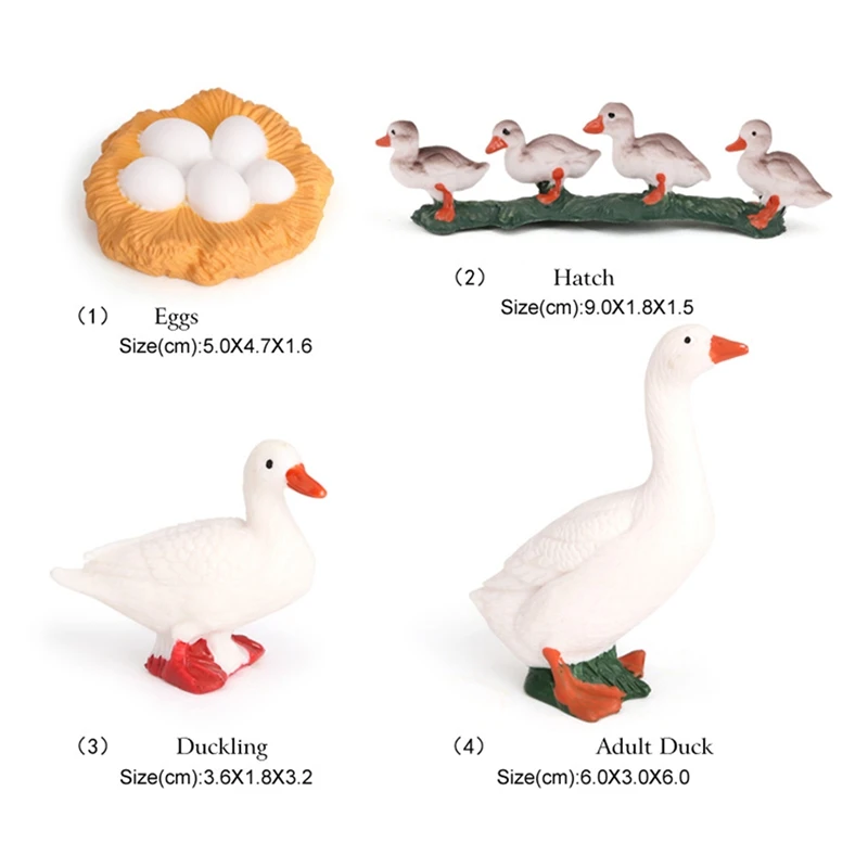 4Pcs/Set Duck Animal Life Cycle Farm Animals Figurines Life Cycle Exploration Toy Science Model Kids Educational Toys