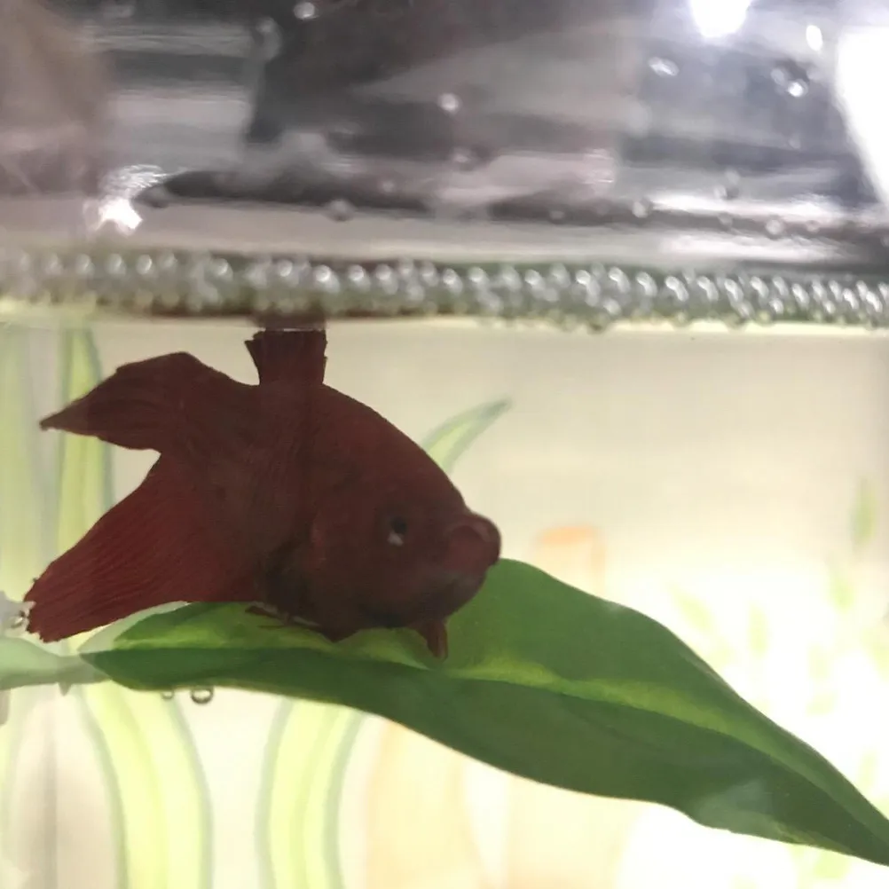 Artificial Aquarium Leaf Decor for Fish Tank Natural-Looking Eco-Friendly Water Plant Ornament No Light Co2 Needed Easy Clean