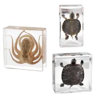 Creative Resin Octopus Turtle Taxidermy Ornament For Science Classroom Science Education A Great Gift For Taxidermy Enthusiasts