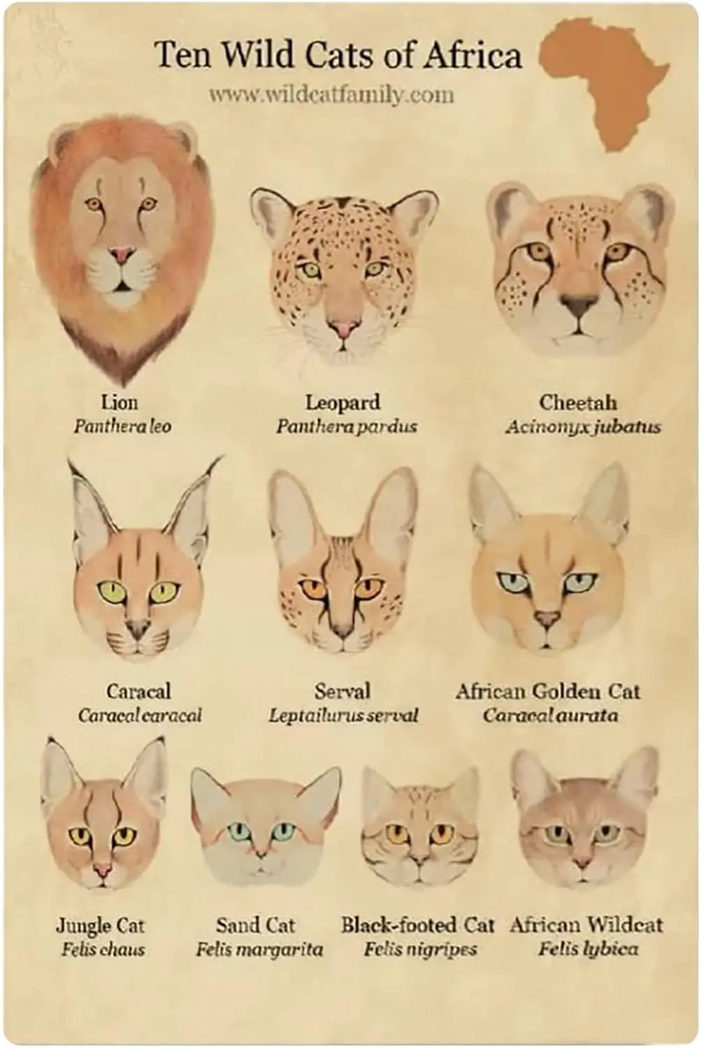 JIUFOTK Ten Wild Cats Of Africa Metal Tin Signs Wild Cats Knowledge Posters Animal Science Education Plaques Home Classroom Offi