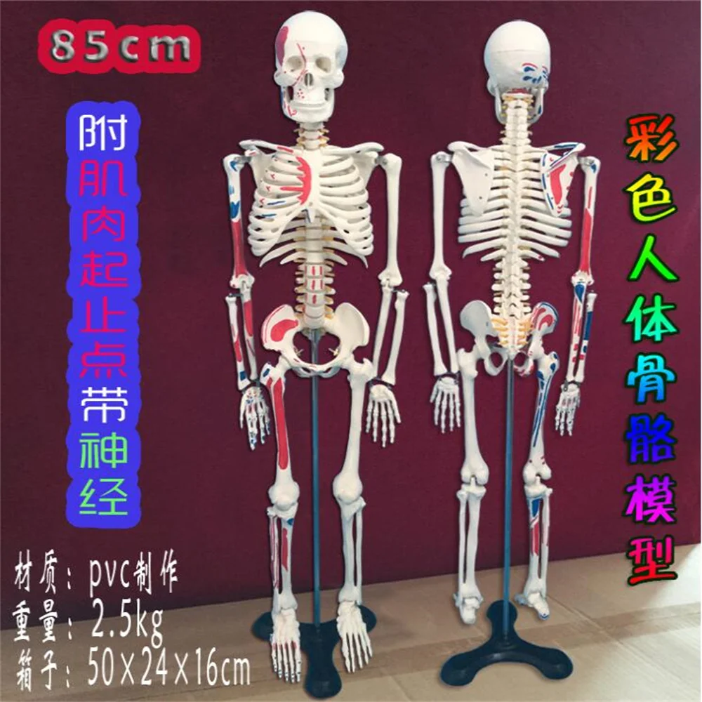 

Colorful Human Full Body Mannequin, Muscle Starting Ending Point, Neurology Model, Bone Medicine Halloween Doll, 1Pc, C005, 85cm