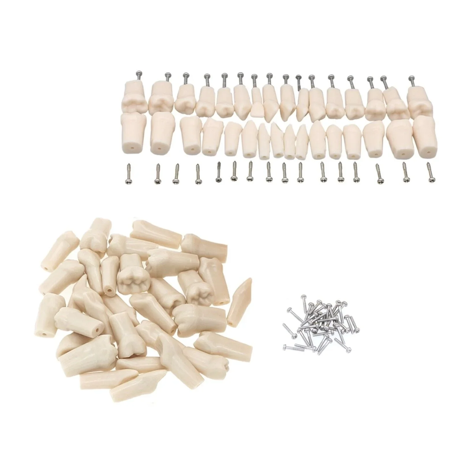 

Dental Typodont Replace Screw-in Practice Teeth Fit Kilgore NISSIN 200/500 Type