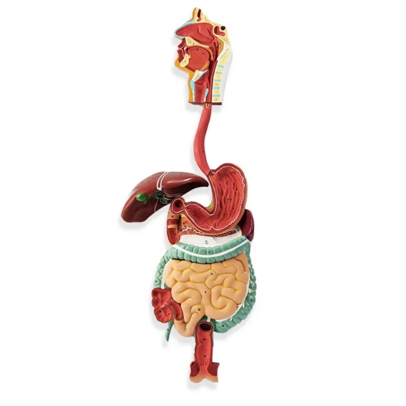 Human Body Digestion System Model, Nasensyngeal, Large and Small Intestine, GaMAS Anatomical Model, Tabletop Decoration