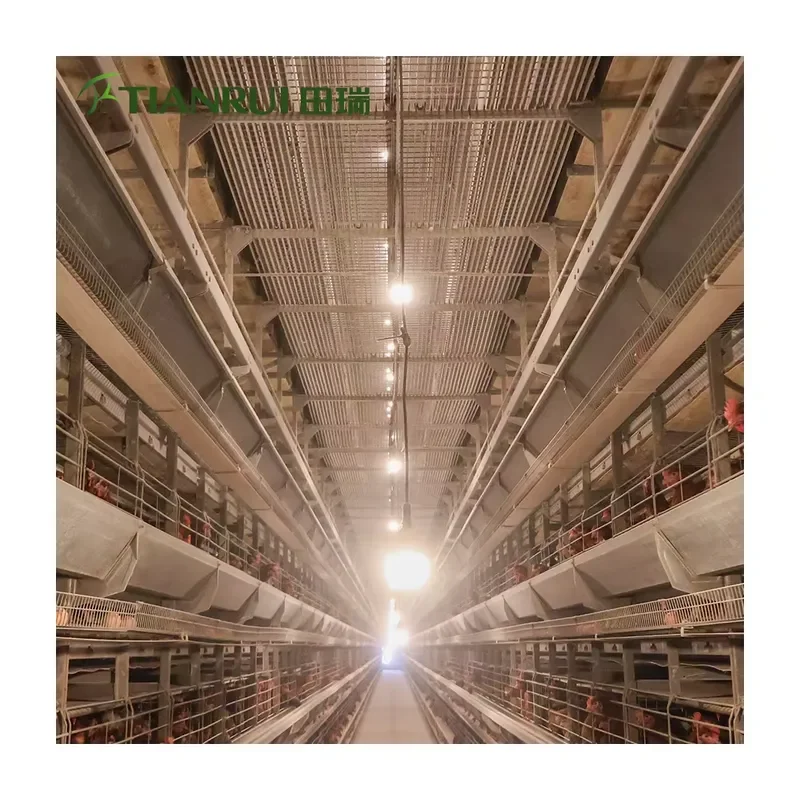 Galvanized Steel Automatic New A Type H Type Modern Poultry Farming Layer Chicken Cages for Tianrui 15-20 Year Life Time