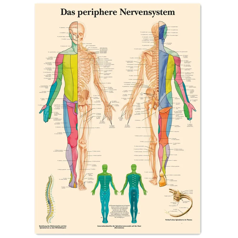 Spinal Nerves Vintage Medical Posters and Prints Human Anatomy Wall Art Painting Wall Chart Hospital Clinic Room Home Decor