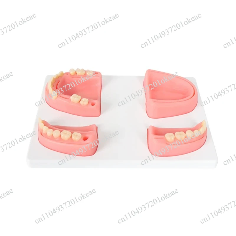 Dental Teaching Teeth Model Suture Pad Practice Mold Soft Gum Module Oral Training Dentistry Demonstration Equipment Skill