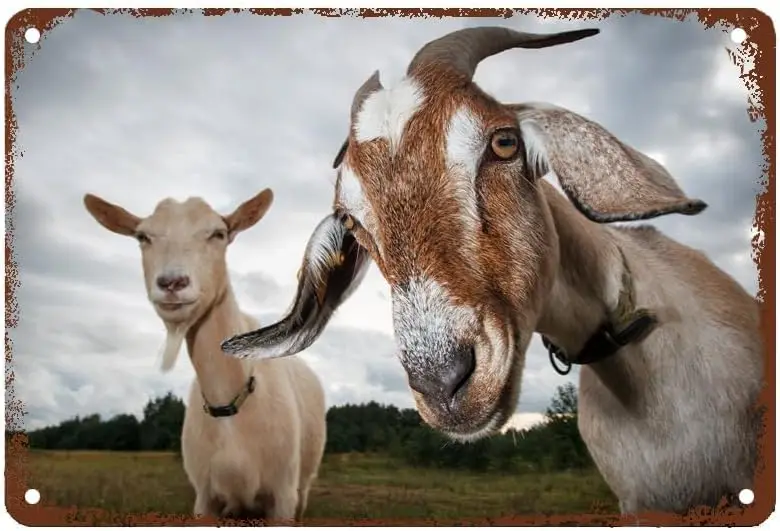 Goat Pictures Retro Metal Tin Sign Wall Decor Funny Metal Tin Sign Poster for Bar Cafe Dining Room Billiard House Hote Home sign