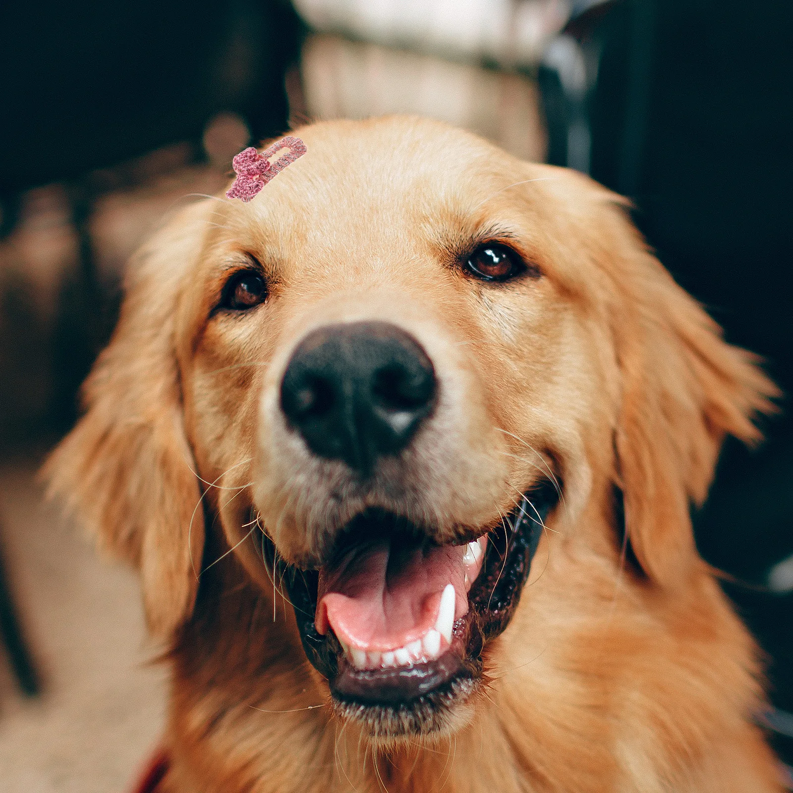 

2 pcs Pet For Small Dogs Cute Dog Hairpins Adorable Puppy Clips Grooming Styling Dog Hair Accessories Pet Cute Hairpins Puppy