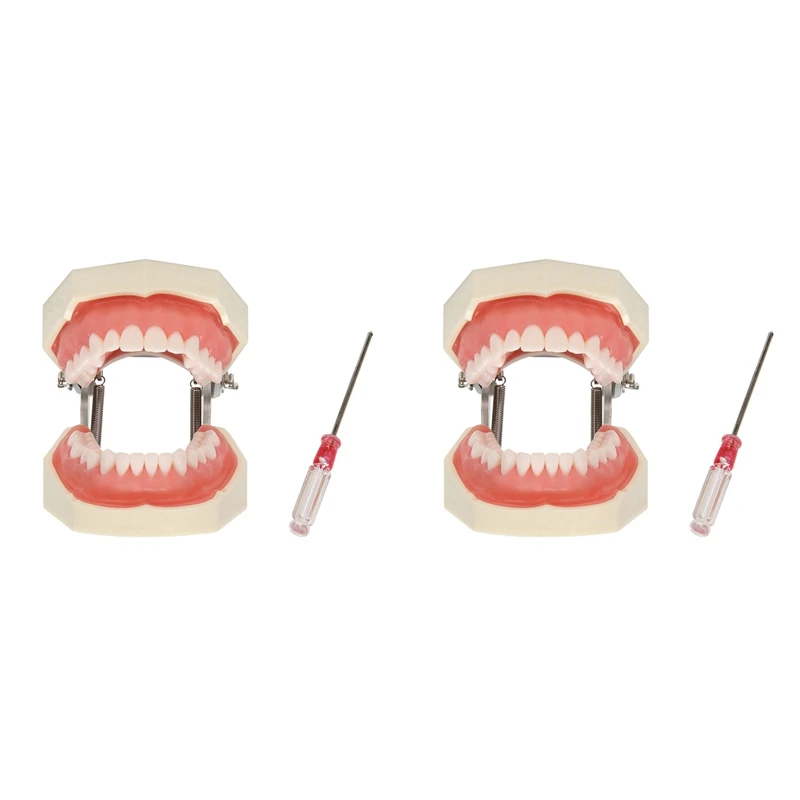 

2X Teaching Model Teeth Model For Dentist To Communicate With Patients Standard Teeth Models With 28 Teeth And Soft Gum