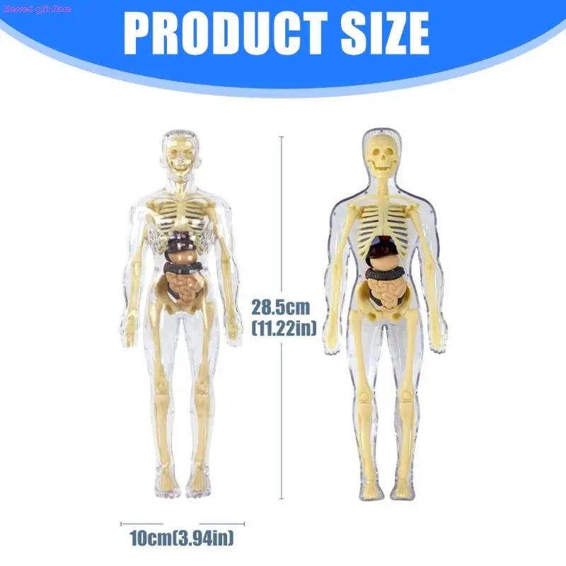 D0JC Giocattolo pratico per l'apprendimento che mostra struttura degli organi interni per studenti elementari