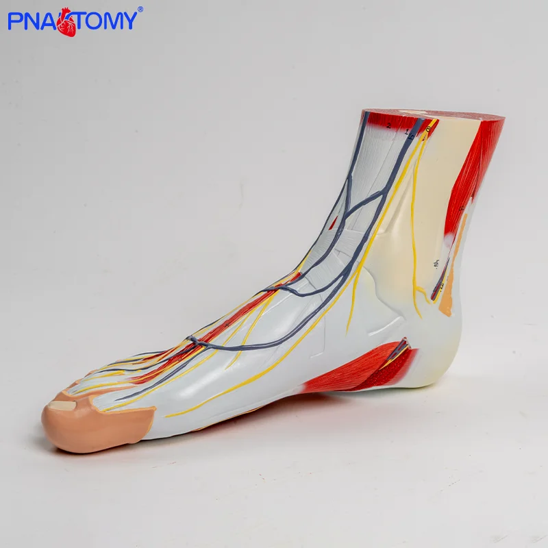 

3-part Human Foot and Lower Leg Muscle Layer Anatomical Model Foot Anatomical Model