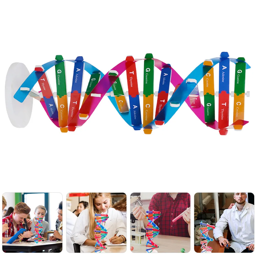 3pcs-human-gene-dna-double-helix-diy-kit-educational-science-tool-biology-molecular-structure-teaching-kit-for-students