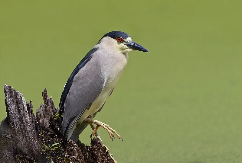 

Flywoo 1S Nano Camera V3 - NTSC/PAL, 1/3" CMOS 4:3 (High-Performance Micro Camera for Compact Drones)