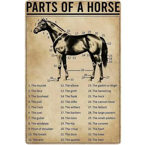 Horse Knowledge Metal Tin Sign Parts Of A Horse Retro Printing Poster Man Caves sign