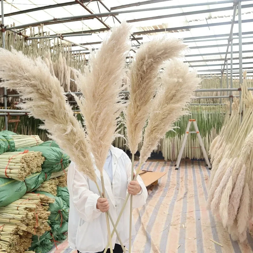 Großhandel 10 Stück Boho Hochzeitsdekor Große Federn Trockenes Pampasgras Blumendekor Natürliche echte konservierte getrocknete Pampas für Heimdekoration