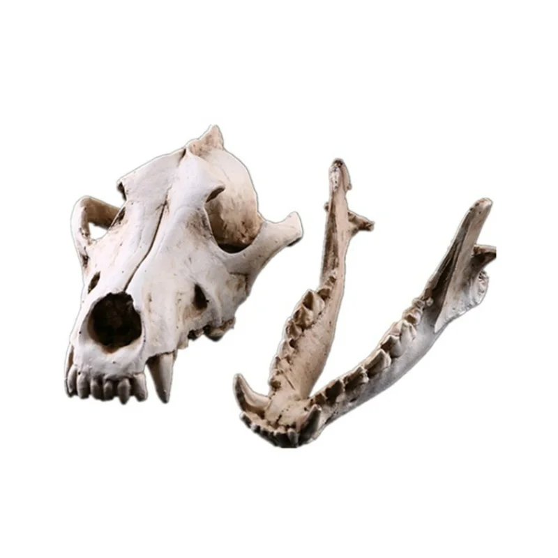 

Animal Skull Model Resin Crafts Home Accessories Resin Jackal Skull Halloween Gift Skull home accessories livingroom decoration