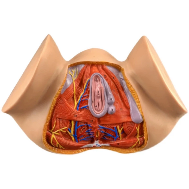 Female perineal model perineal anatomical model gynecological structural anatomical model female reproductive organ anatomical m