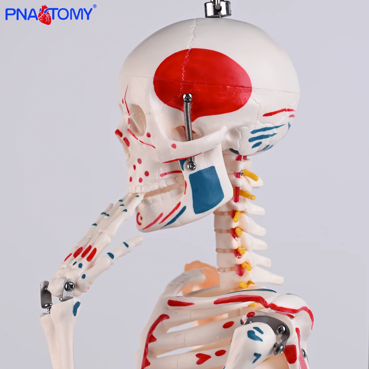 

Flexible Specimen Model of Bone Ligament of 85cm Semitendinous Muscle Starting Point and Ending Point