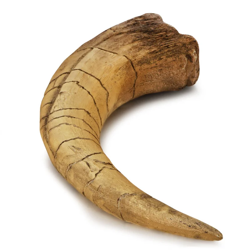 Single Spine Dragon Bone Resin Dinosaur Front Hand Claw Animal Skeleton Research Science Teaching Creative Home Decoration