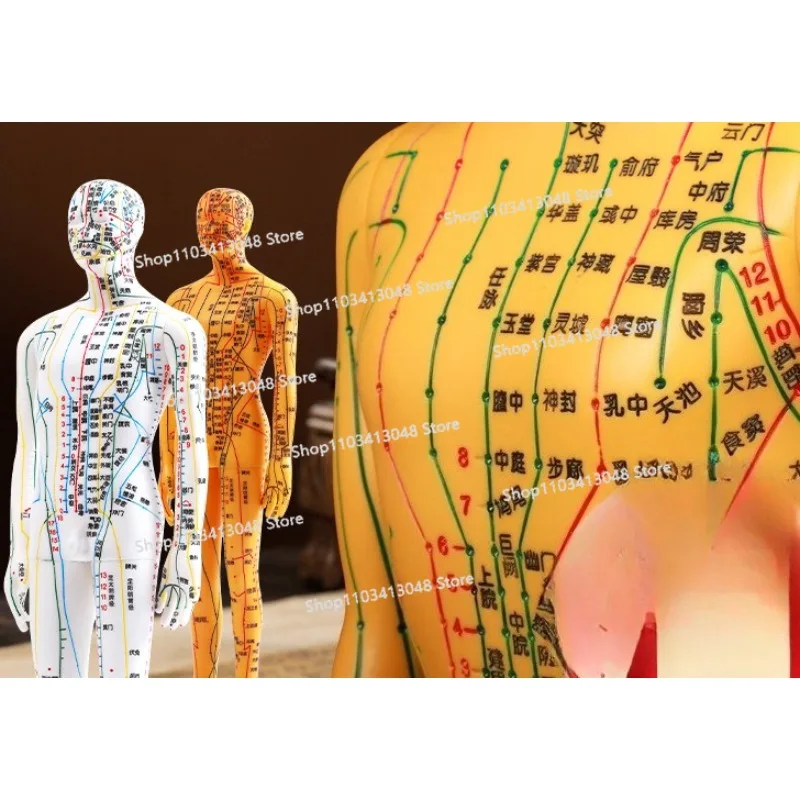 

Moderate Acupuncture and Moxibustion Acupoints Human Body Model Meridian Acupoints Model Whole Body