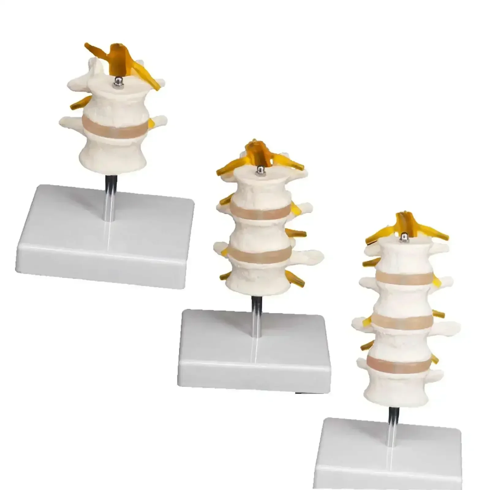 PVC Life Size 2/3/4 Section Lumbar Spine Skeleton Model with Stand Medical Teaching Trainin Aid Education