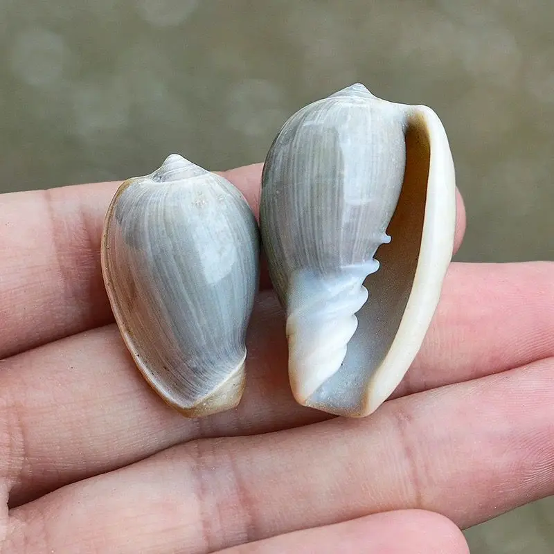 New Natural Conch Shell Golden Lip Rice Snail Rare Specimen Fish Tank Aquarium Landscaping Microscopic Drift Bottle Material