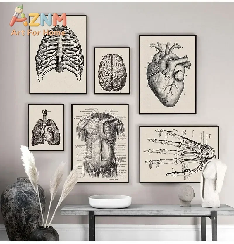 AZNM Vintage Human Anatomy Canvas Painting Frameless Wall Art Heart Brain Muscle Skeleton Print Medical Study Room Decor Poster