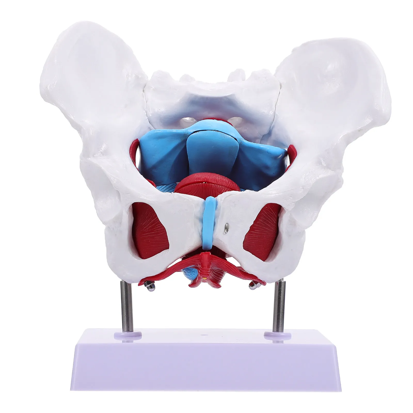 Childbirth Teaching Model – Female Pelvic Anatomy Educational Aid with Bone Structure for Nurses