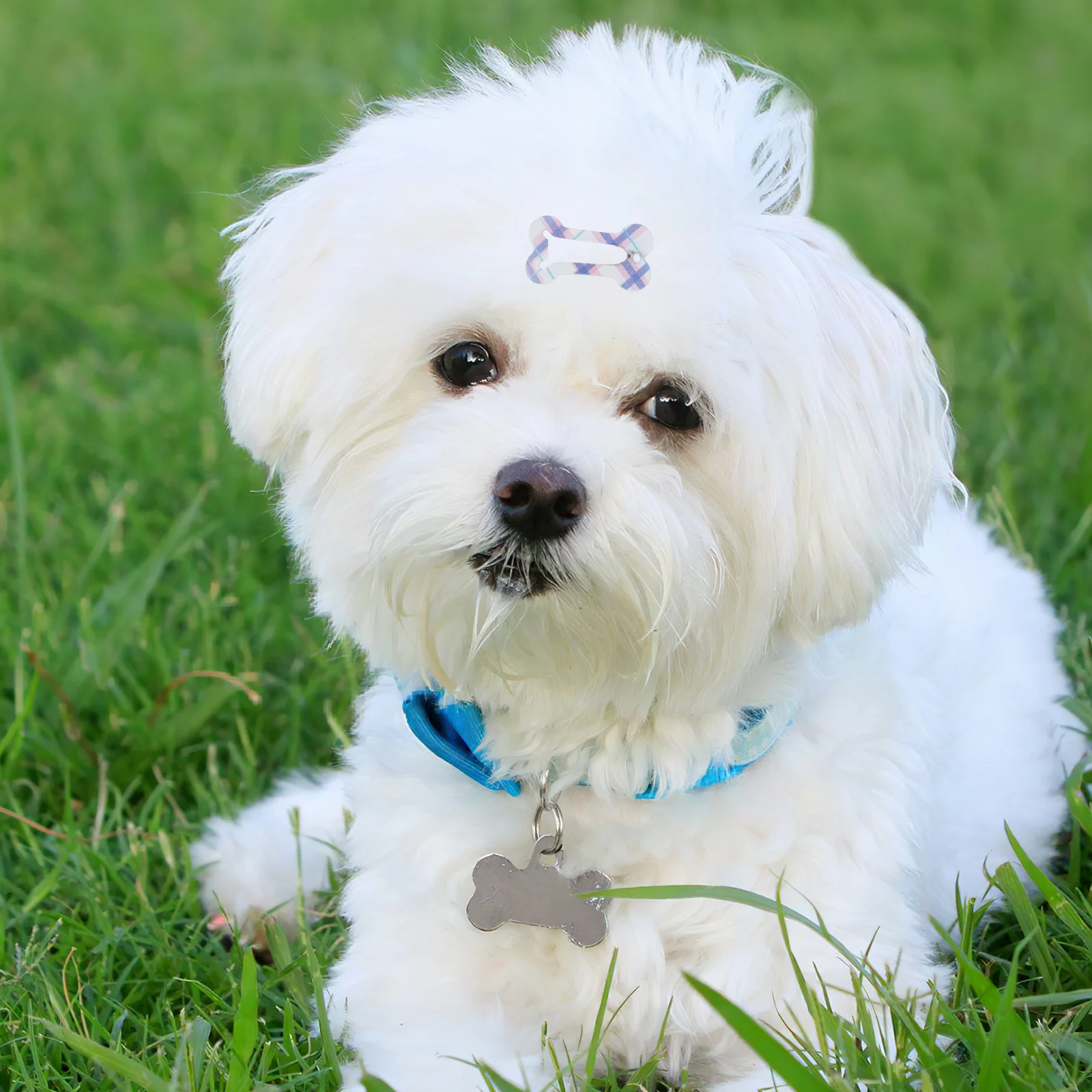 

40Pcs Dog Bone Hair Clips Small 1 Inch Pet Hair Accessories Cute Mini Clips for Dogs Puppies Cats Grooming Decoration