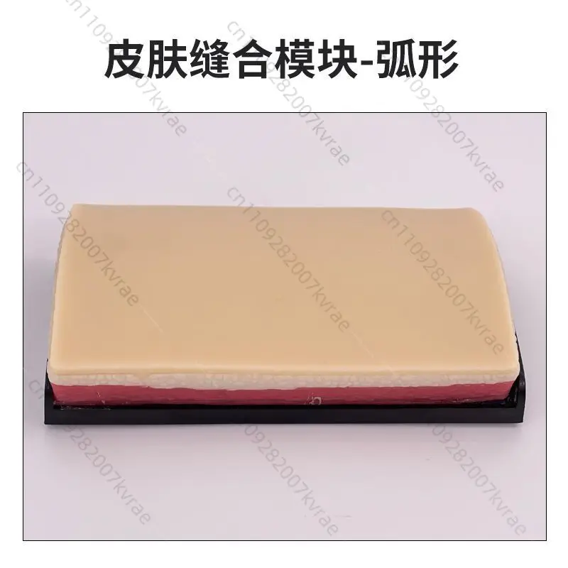 Multi-functional Silicone Tissue Teaching Model, Training Demonstration Prop