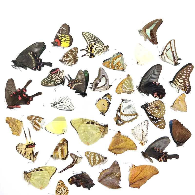 

5Pcs Real Butterfly Specimens Without Spreading Wings DIY Practice Making Materials Various Protobutterfly Insects