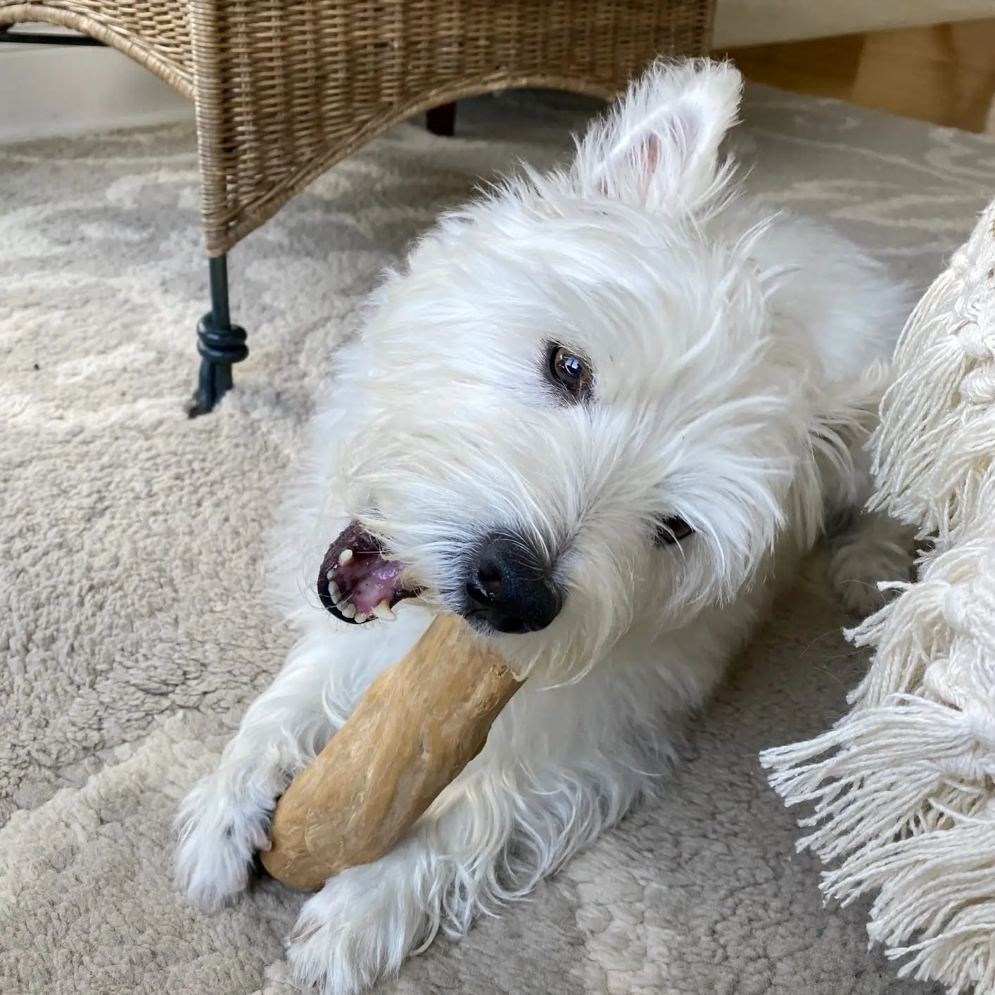 Kaffee-Holz Hundekau-Spielzeug, Hunde-Holzkau-Stick, zur Zahnentlastung, Haustier-Spielzeug