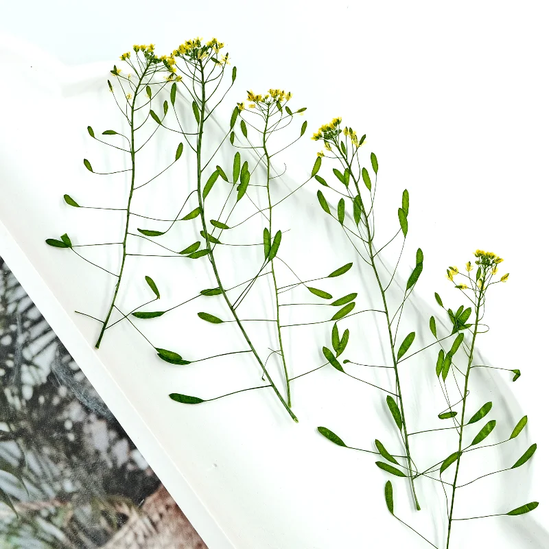 

6-9cm/12pcs,Nature Draba nemorosa pressed flower,wild grass dry flower DIY drip glue photo frame phone case bookmark decoration