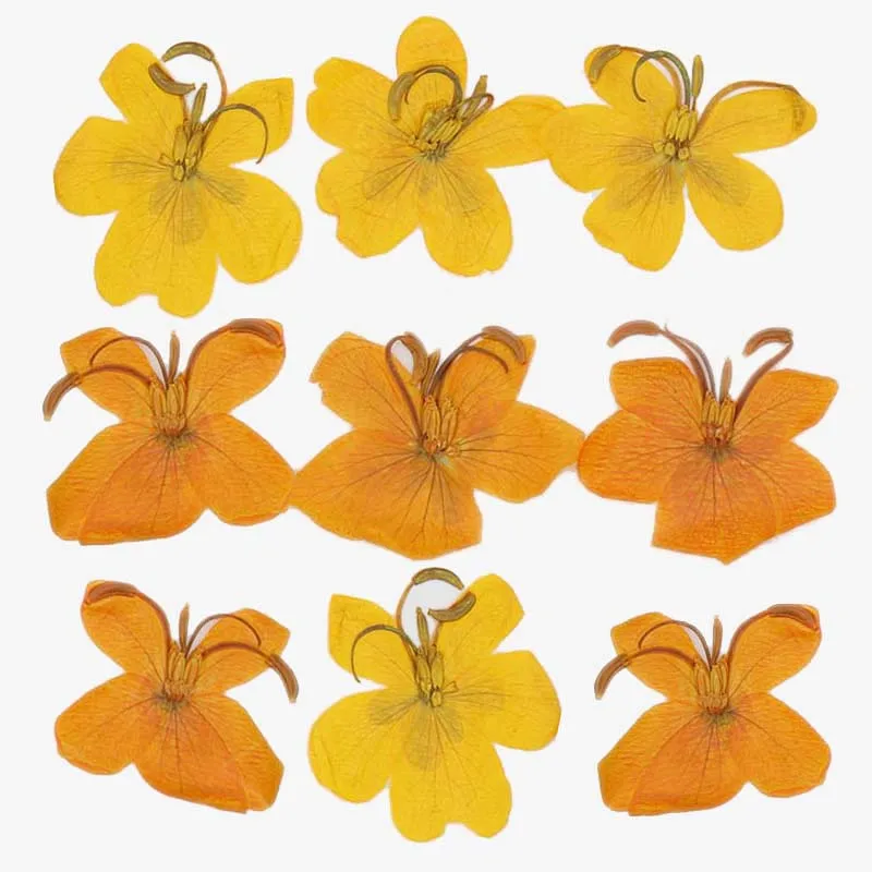 3-4CM/24PCS Dry Pre…