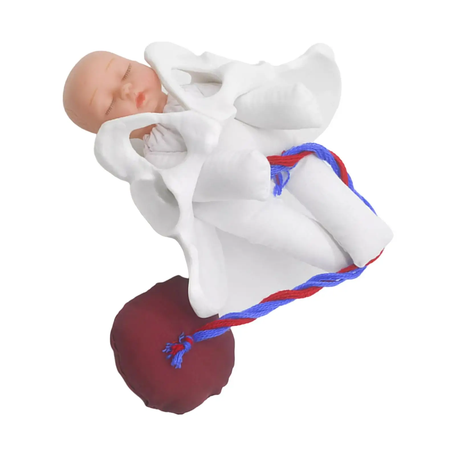 Female Pelvis Model with Baby Anatomical Model for Students Teaching Display