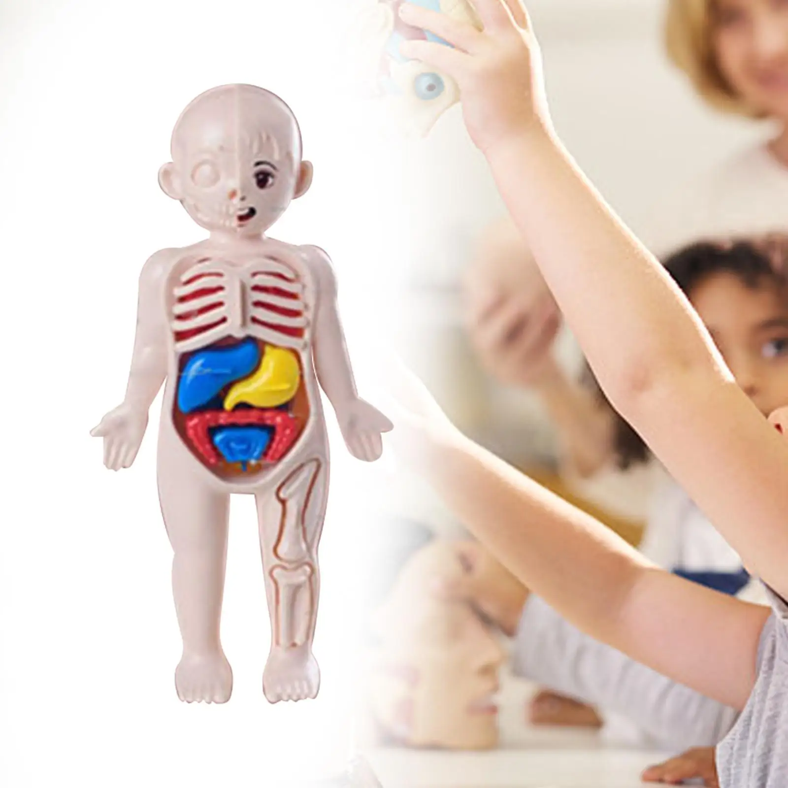 Rompecabezas de cuerpo humano para niños, modelo de órganos extraíbles, juguete de aprendizaje de ciencia, juego de enseñanza para ayuda didáctica, niños