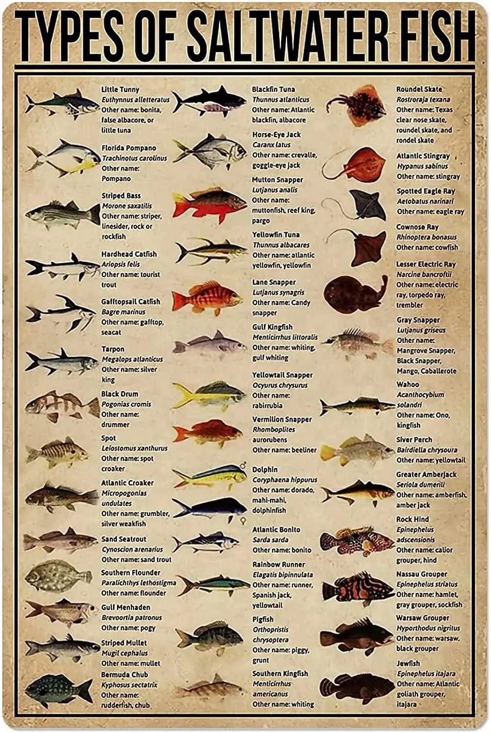 1p,Saltwater Fish Knowledge Metal Tin Sign Wall Decor Type Of Saltwater Fish Poster School Market Cafe Bar Bedroom Bathroom Kitc