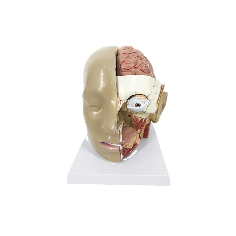Head Dissection  4 Parts Medical Science Model Anatomy Head Model Simulation Teaching Model