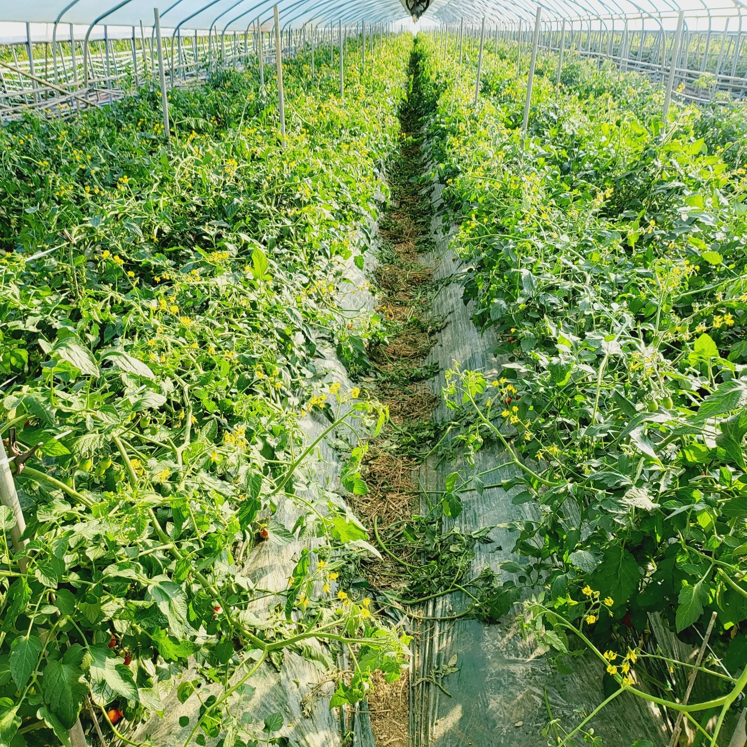 Jujube Tomates Cereza Fecha Tomates Cereza 2kg