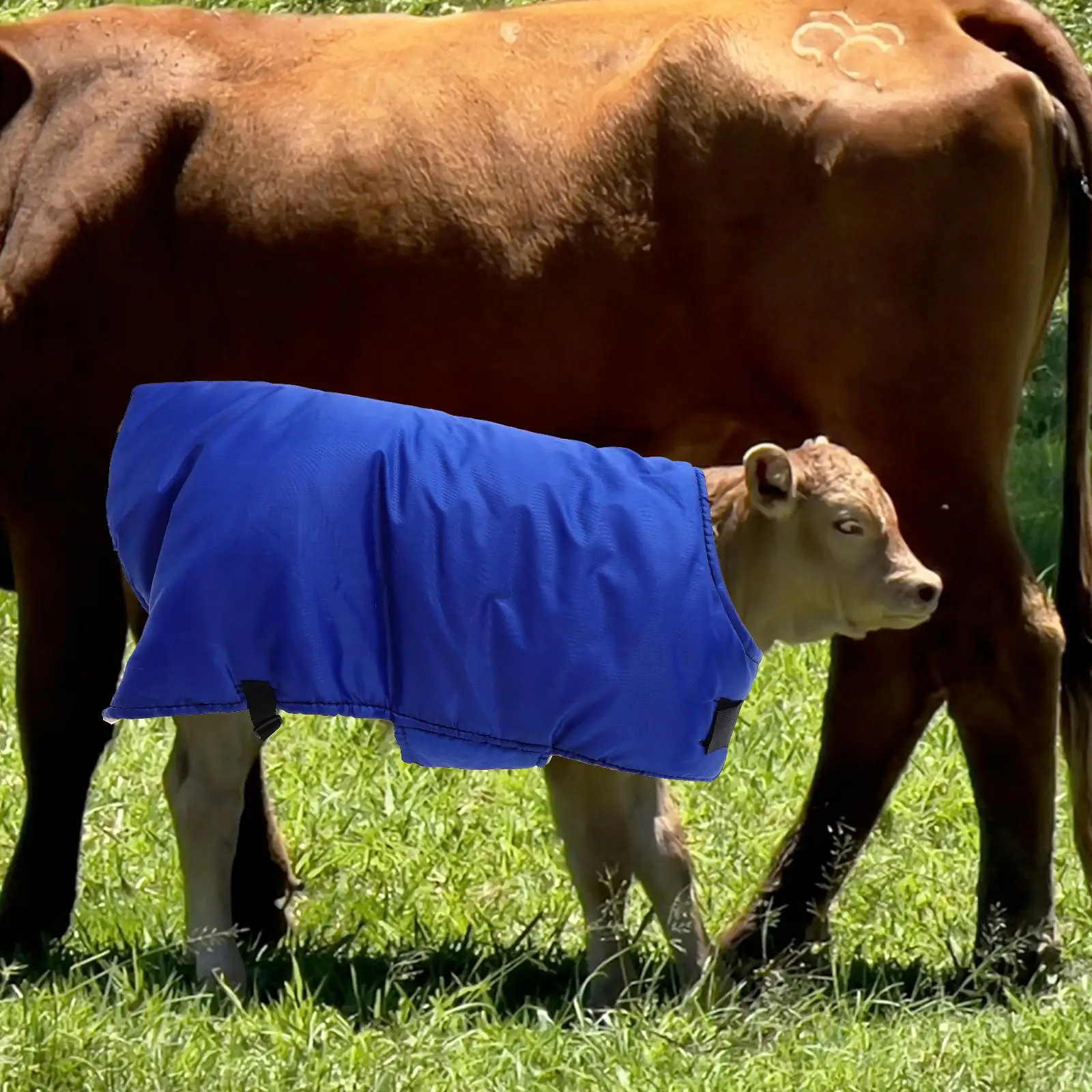 Thickened Calf Vest Warm Coat Waterproof Ranch Jacket Winter Horse Riding Pasture Supplies Goat Lamb Jacket Horse Care