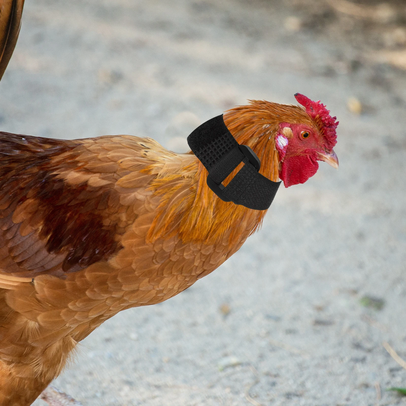 

2 Pcs Replacing Anti-hook Rooster Neck Strap Chicken Crowing-proof Neckbands Black Nylon