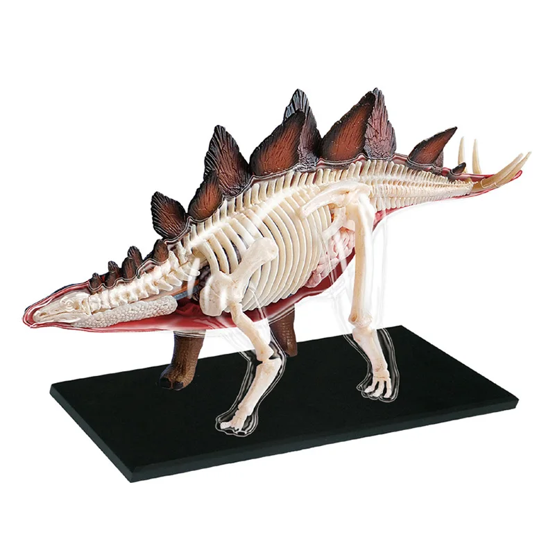 

4D Vision Анатомическая модель стегозавра DIY Головоломка с животными Полные скелеты Научная образовательная анатомическая модель