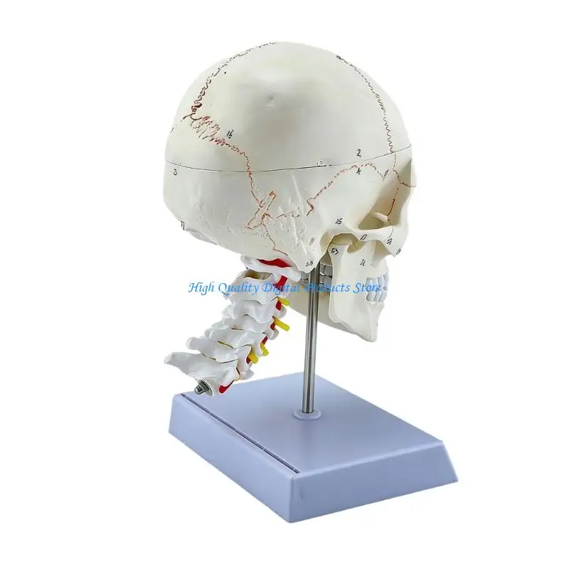 

U2JE Precise PVC Head Skeleton And Neck Bones Assembly Showing Spinal Arteries For Classroom Instruction