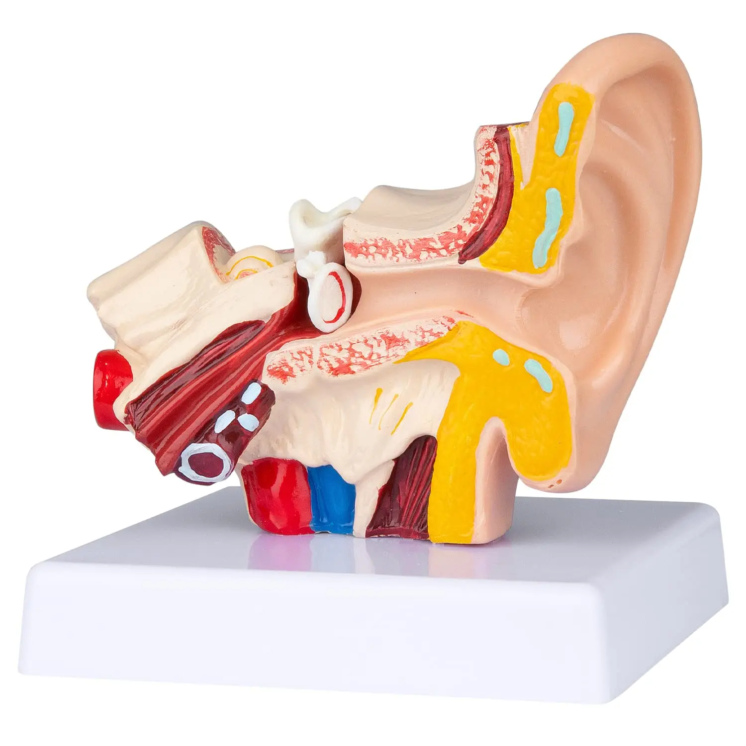 Human Ear Anatomy Model 1.5 Times Enlarged Organ Professional Medical Teaching Tool for Science Classroom Physiology Study